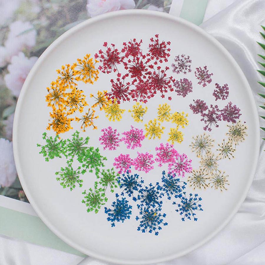 Dried Flower Bookmark - 60pcs Pressed Dried 15-25mm Ammi Majus