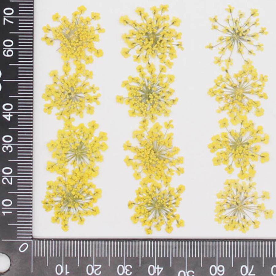60pcs Pressed Dried 15-25mm Am - Dried Flower Bookmark recension och pris