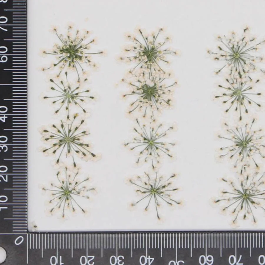 60pcs Pressed Dried White Quee - Dried Flower Bookmark recension och pris