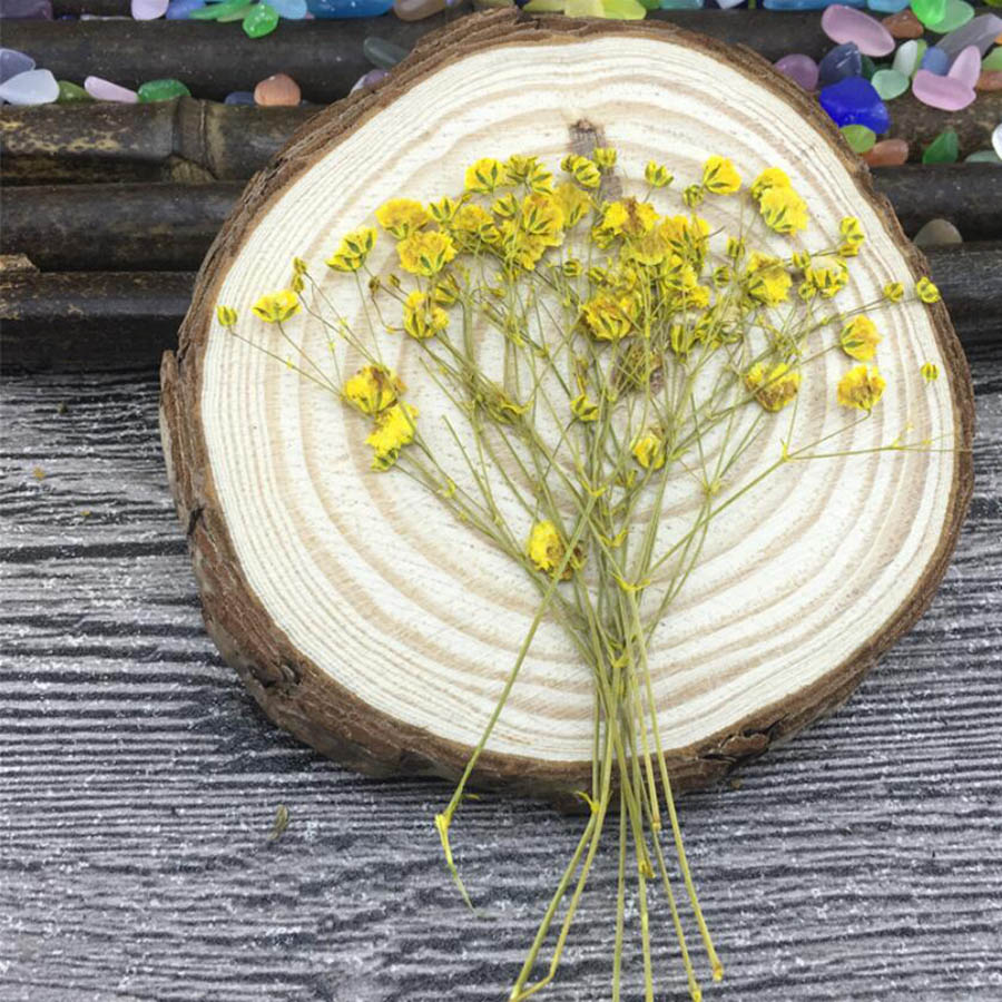 60pcs Dried Pressed Absorbed C - Dried Flower Bookmark recension och pris